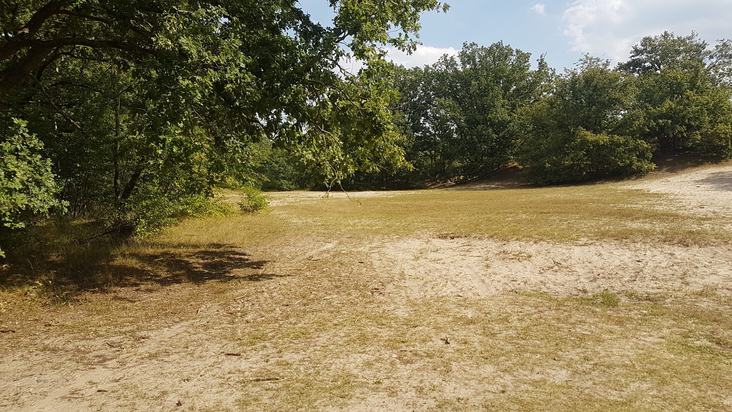 Foto veld